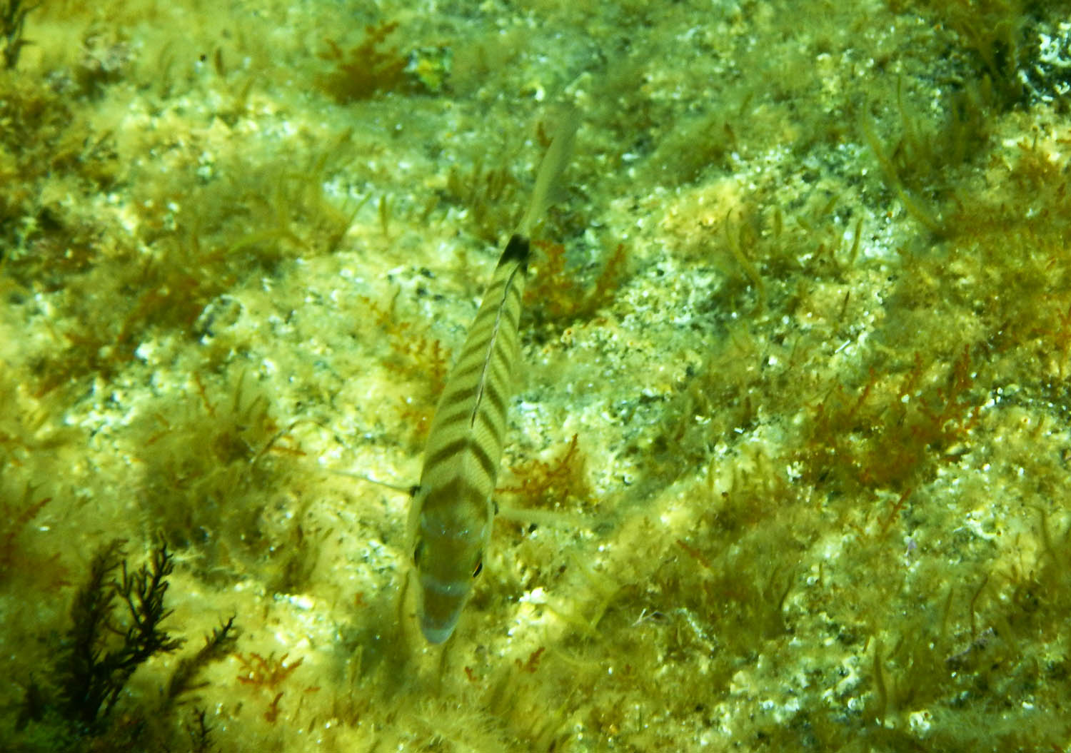 Diplodus puntazzo dalla Corsica